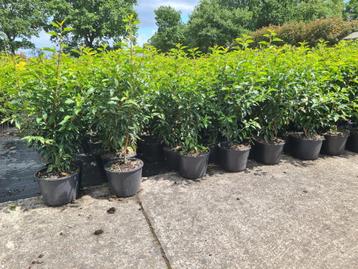 Portugese laurier potgekweekte haagplanten ca. 60-70 cm beschikbaar voor biedingen