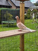 Sion postduiven duiven, Dieren en Toebehoren, Mannelijk, Postduif