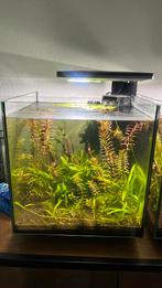 Qubic 30 pro aquarium + blue velvet garnalen, Dieren en Toebehoren, Vissen | Aquaria en Toebehoren, Ophalen, Gebruikt, Gevuld zoetwateraquarium