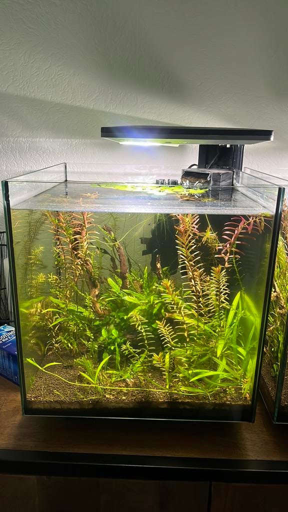 Qubic 30 pro aquarium + blue velvet garnalen, Dieren en Toebehoren, Vissen | Aquaria en Toebehoren, Gebruikt, Gevuld zoetwateraquarium