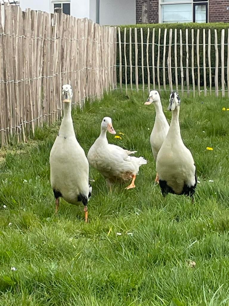Broedeieren Indische loopeend, Dieren en Toebehoren, Pluimvee, Geslacht onbekend, Eend