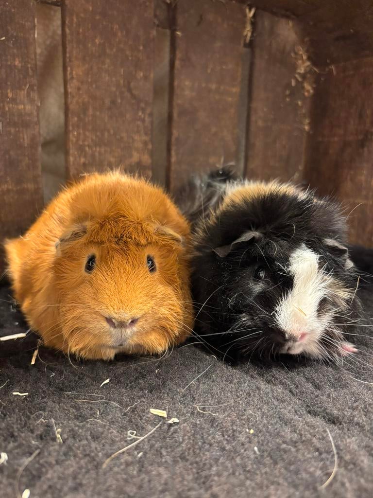 Lief cavia koppel beren, Dieren en Toebehoren, Knaagdieren, Cavia, Mannelijk, November, Tam