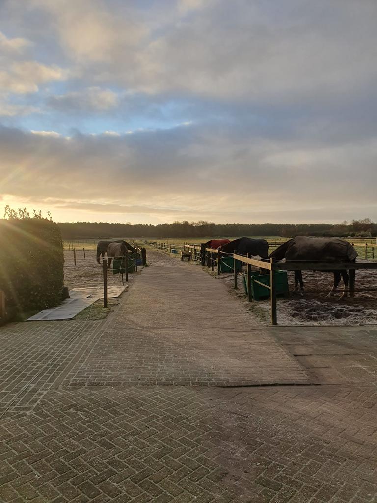 Stalling aangeboden, Dieren en Toebehoren, Stalling en Weidegang, Stalling