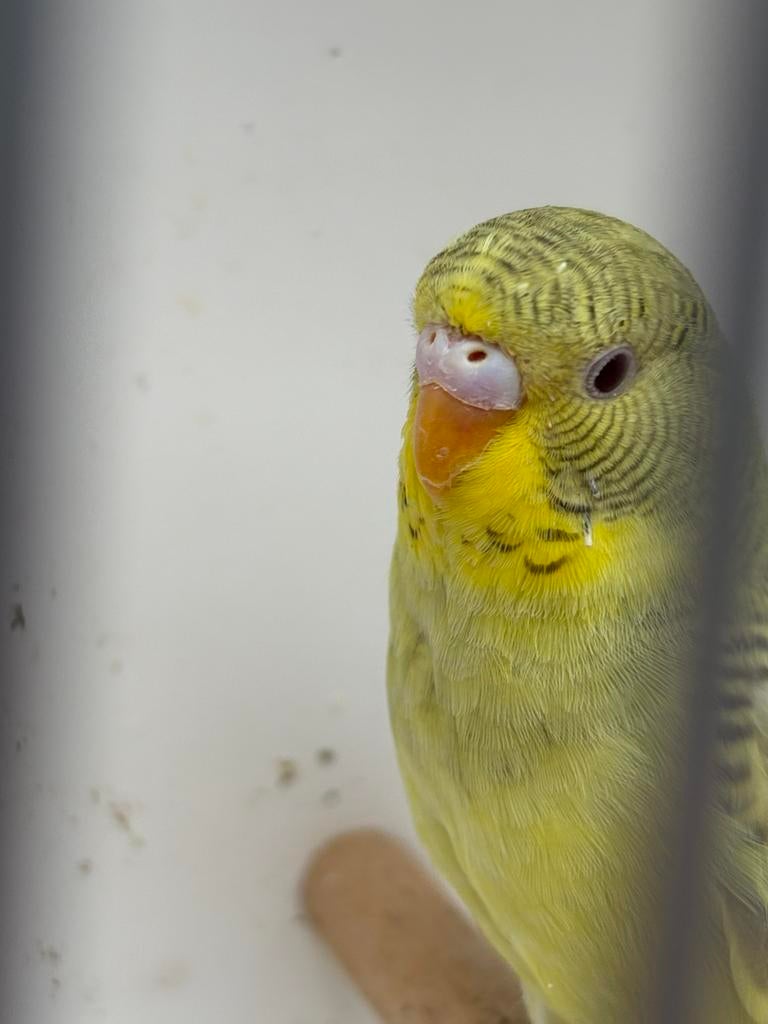 Dun fallow split blackface parkieten, Dieren en Toebehoren, Vrouwelijk, Parkiet, Geringd
