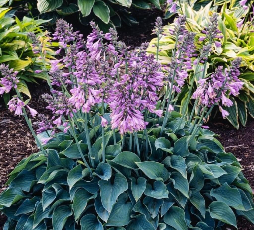 4 Hosta plantjes, Tuin en Terras, Planten | Tuinplanten, Ophalen, Overige soorten, Halfschaduw