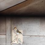 Putterbastaard, Vrouwelijk, Tropenvogel