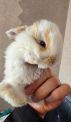 Dwergkonijntjes van 3 weken oud, heel lief en vriendelijk. Z
