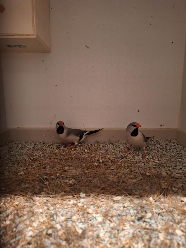 Spitsstaarten te koop, Dieren en Toebehoren, Vogels | Overige Vogels, Mannelijk, Tropenvogel