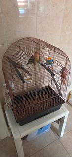 Agapornis Roseicolis Perzikkop + Kooi en toebehoren, Dieren en Toebehoren, Vogels | Parkieten en Papegaaien, Geslacht onbekend