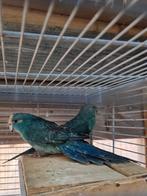 Kakariki  koppel kweekrijp geringd '23, Dieren en Toebehoren, Meerdere dieren, Parkiet