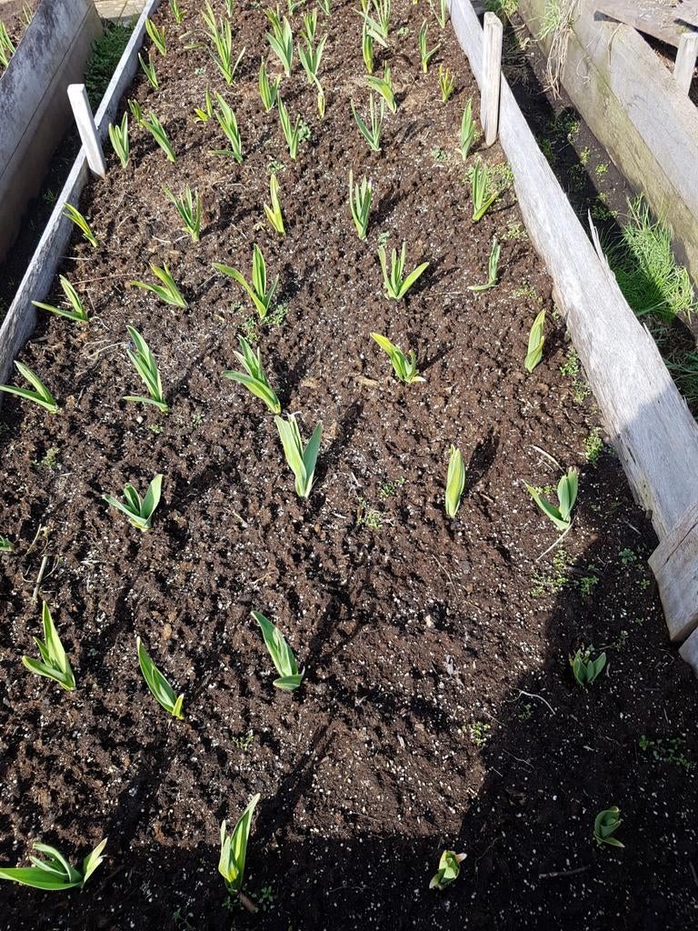 Gezocht: Houtsnippers voor Volkstuinvereniging Zaandam, Ophalen of Verzenden