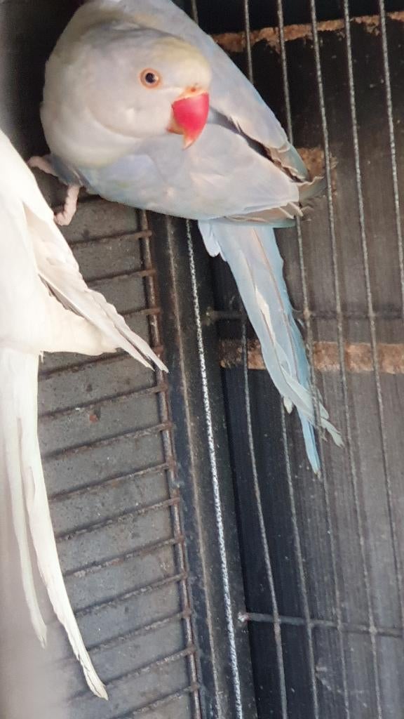 Halsbandparkieten, Meerdere dieren, Parkiet, Geringd