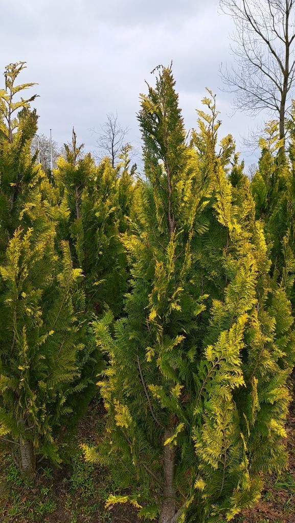 Californische gele cipres, Tuin en Terras, Planten | Bomen, Ophalen, Bloeit niet, Halfschaduw, Overige soorten