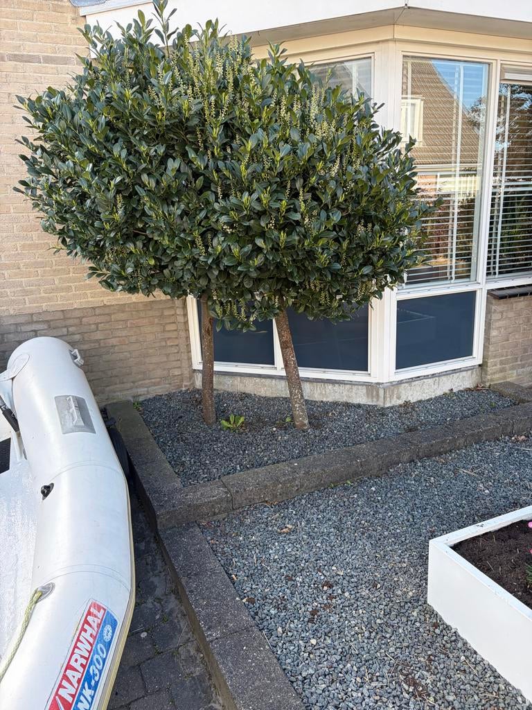 2 Laurier boompjes gratis af te halen, Tuin en Terras, Planten | Bomen, Overige soorten, Lente, 250 tot 400 cm, Ophalen