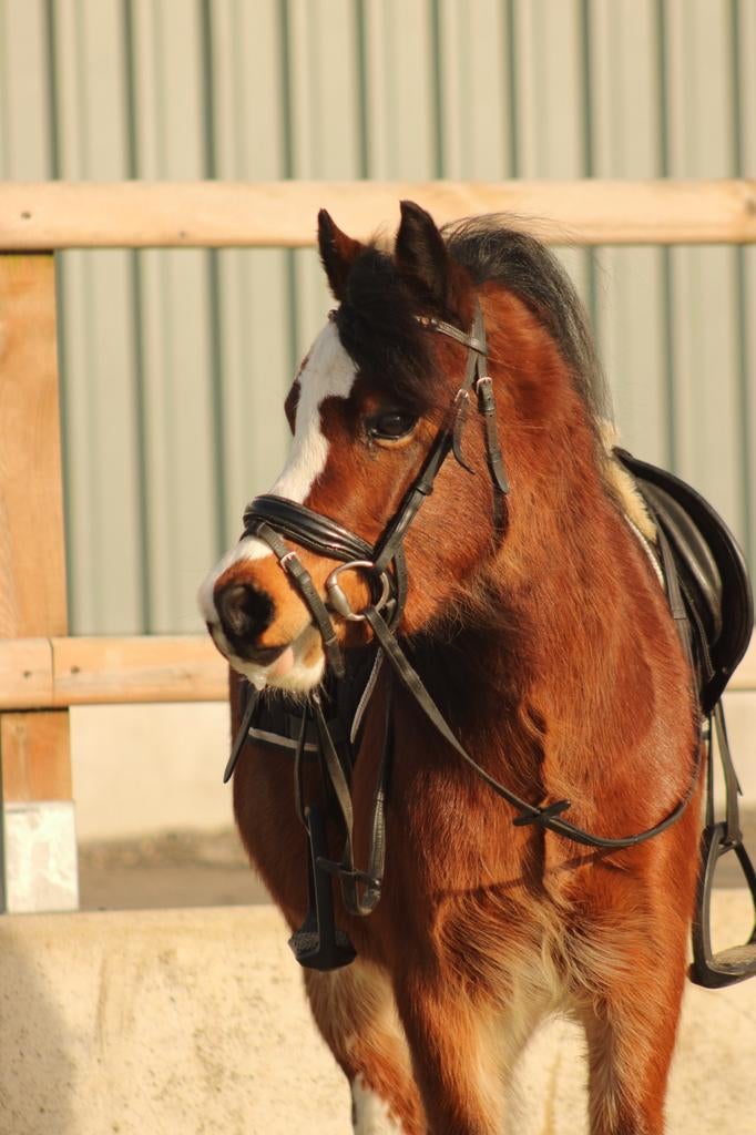 Lieve A pony te koop., Dieren en Toebehoren, Pony's, Merrie, A pony (tot 1.17m), 3 tot 6 jaar, Recreatiepony