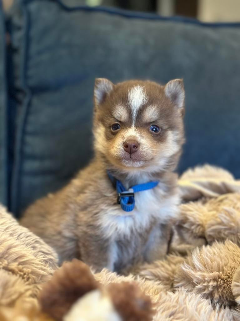 Pomsky reutje van 8 weken met 2 blauwe ogen puppy, Dieren en Toebehoren, Honden | Poolhonden, Keeshonden en Oertypen, Parvo, 8 tot 15 weken