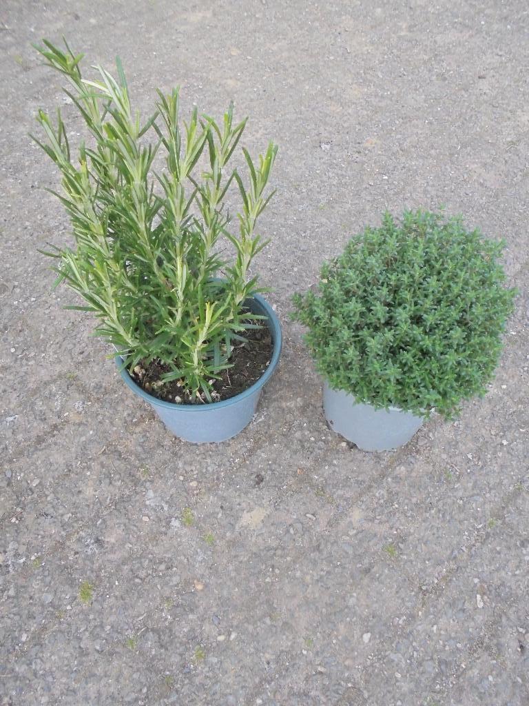 thijm en rozemarijn, Volle zon, Vaste plant, Ophalen of Verzenden, Bloeit niet
