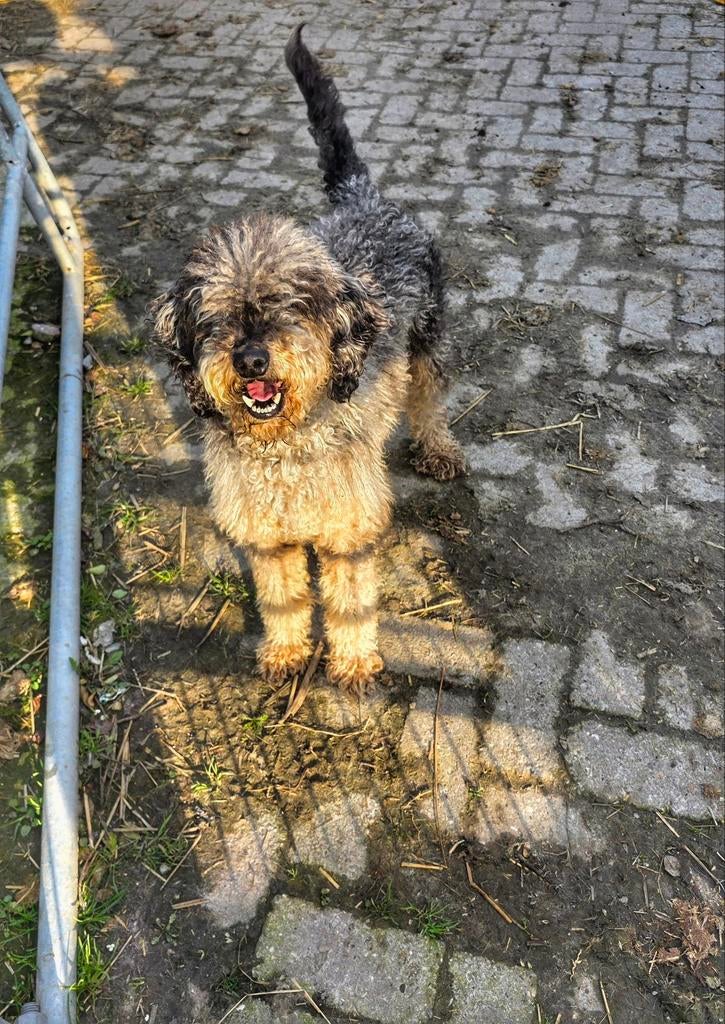 Middel merle poedel ter dekking, Dieren en Toebehoren, Honden | Dekreuen, Reu, Parvo, Meerdere, 3 tot 5 jaar