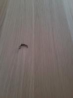 Ikea kastdeur, Ophalen, Staal