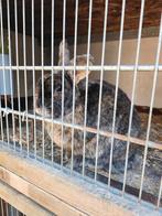 Huisje gezocht voor lief rammetje, Mannelijk, Groot, 6 tot 8 jaar