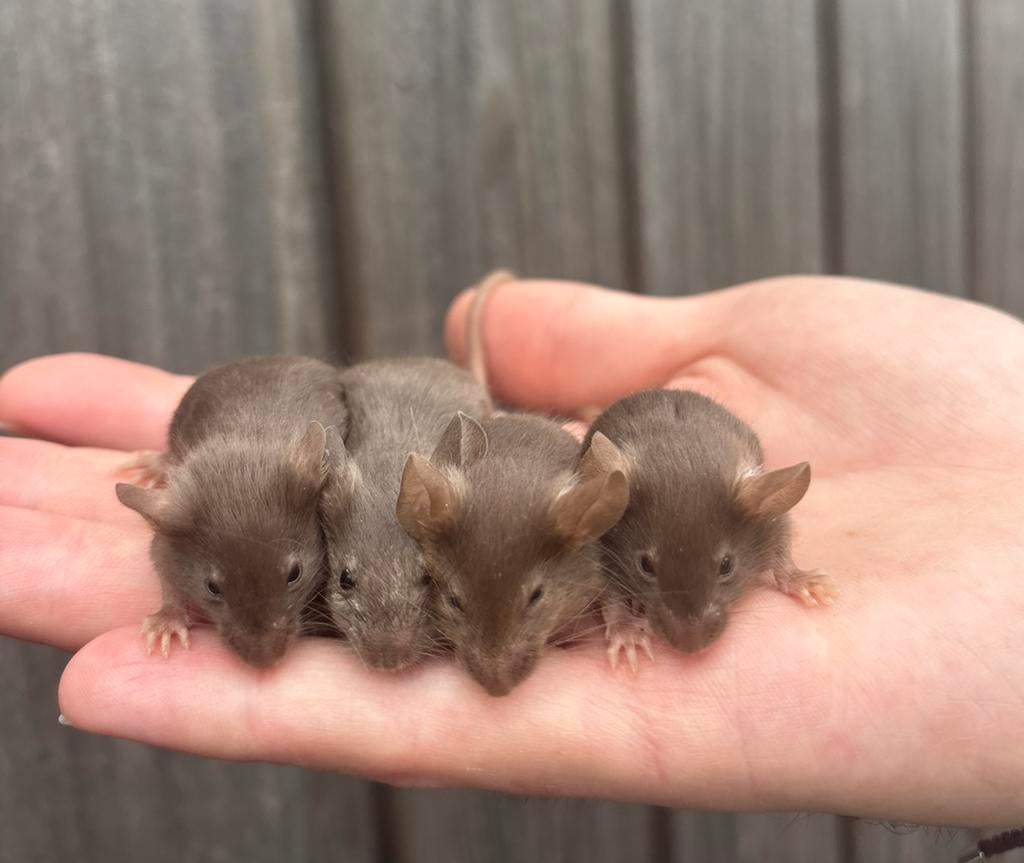 Lieve tamme show muizen (vrouwelijk), Dieren en Toebehoren, Knaagdieren, Februari, Muis, Vrouwelijk, Tam