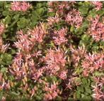 Roze vetkruid, Ophalen, Eenjarig, Overige soorten, Volle zon