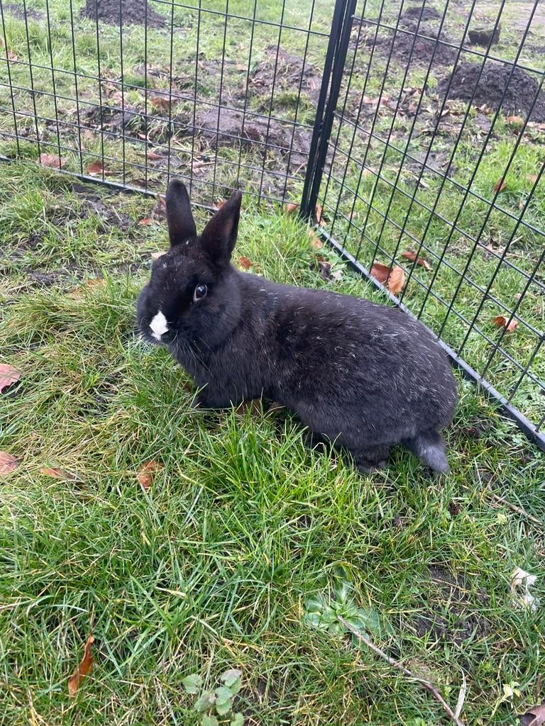 Lief tam mannetje, Dieren en Toebehoren, Konijnen, Mannelijk, Klein