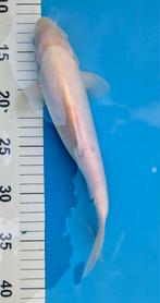 Koi Karashi Marusei Tosai 25+, Karper of Koi