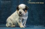 Australian Cattle Dog puppies, Sheepdog, Fokker | Hobbymatig, 8 tot 15 weken, Meerdere