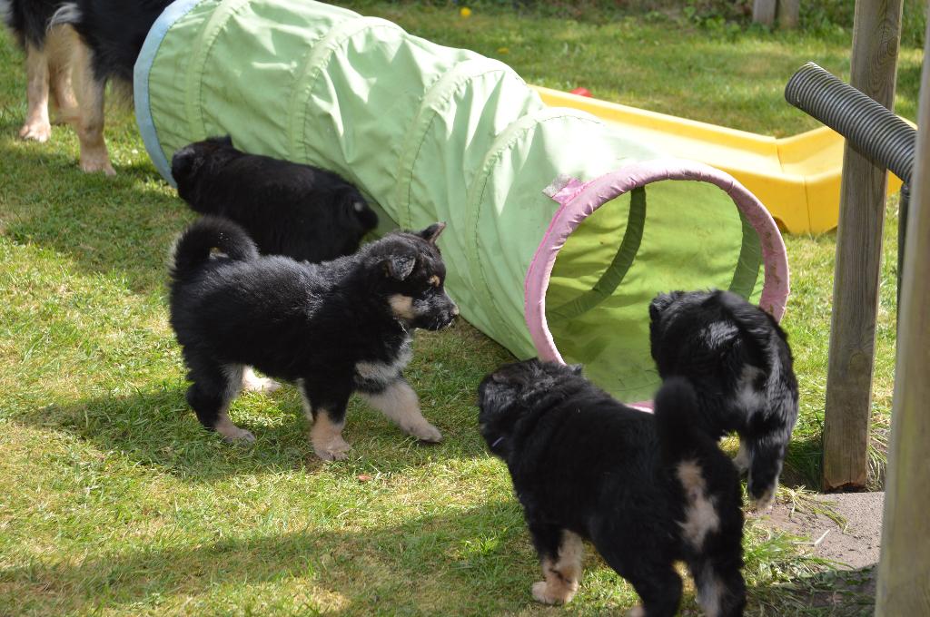 Uniek: ODH x Finse Lappenhond puppys te koop, Parvo, 8 tot 15 weken, Meerdere, Meerdere dieren