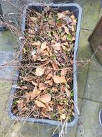 Bak met chocolade munt, Ophalen, Kunstmest