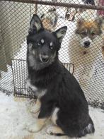 Teef Bluey asielhond adoptiehond, Particulier, 15 weken tot 1 jaar, Overige rassen, Buitenland