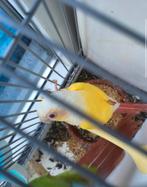 Koppel latino, Meerdere dieren, Parkiet