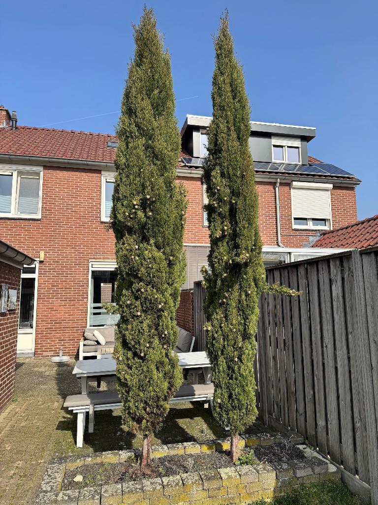 Italiaanse dennen, Tuin en Terras, Planten | Bomen, Ophalen, Volle zon, Overige soorten, 250 tot 400 cm