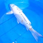 Koi karper 53 cm, Karper of Koi