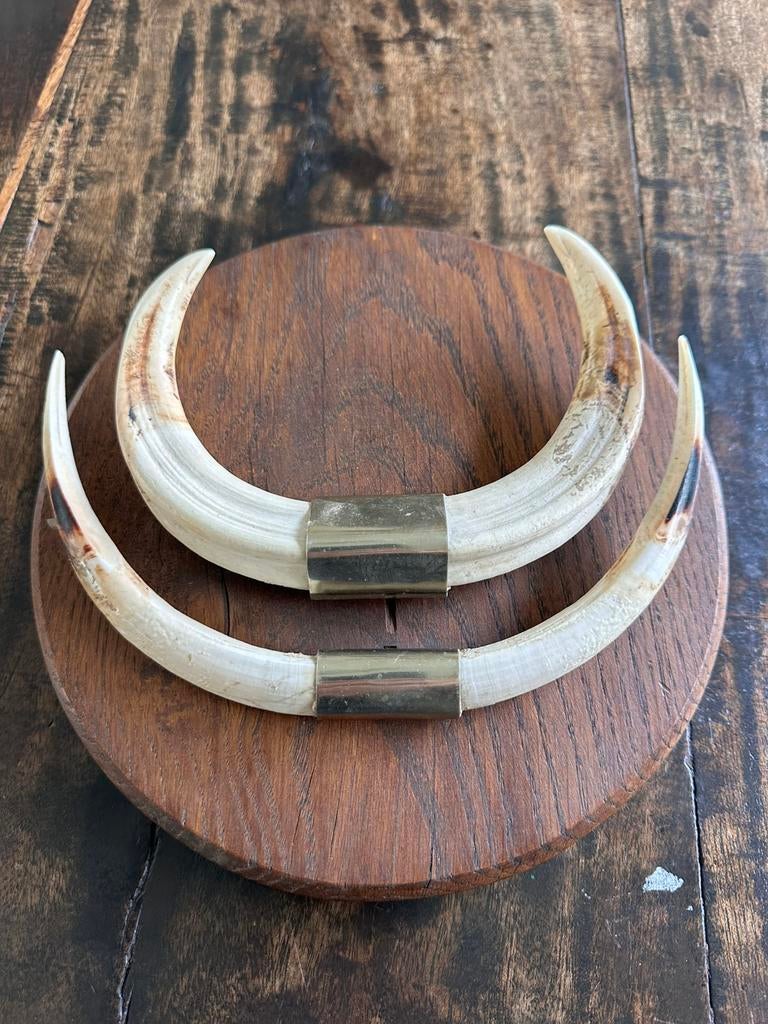 Worthog jachttrofee 1950 privé collectie Antropoloog Congo, Ophalen of Verzenden