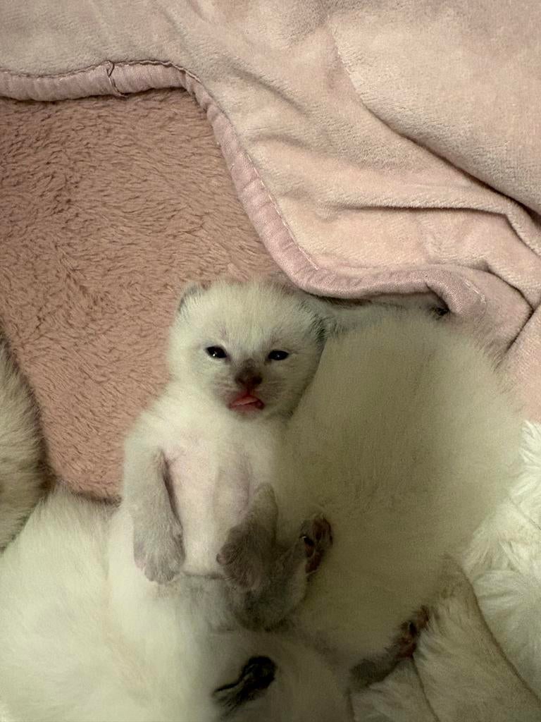 Siamezen kittens te koop, Dieren en Toebehoren, Meerdere dieren