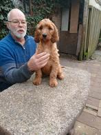 Golden Doodle x Ierse setter pups, HCC (leverziekte), Overige rassen, 8 tot 15 weken, Meerdere