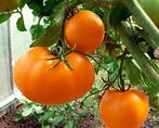 Tomato Persimmon, Ophalen of Verzenden, Voorjaar, Volle zon, Zaad
