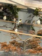 Major&Parva Putters, Meerdere dieren, Wildzangvogel