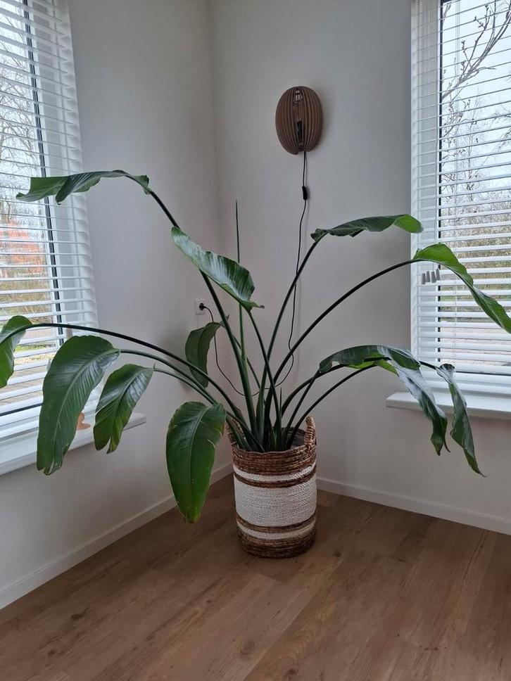 Prachtige grote Strelitzia kamerplant, Huis en Inrichting, Kamerplanten, 100 tot 150 cm, Halfschaduw, Ophalen