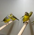 Mozambique sijs, Mannelijk