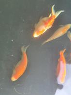 Diverse vijvervissen, Eén persoon, Kortingskaart