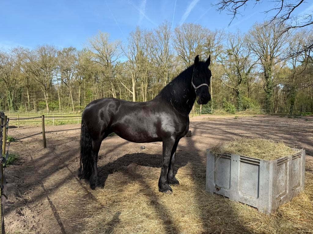 Friese stermerrie met 2e premie, Dieren en Toebehoren, Paarden, Merrie, B, 170 tot 175 cm, 7 tot 10 jaar