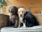Super leuke vrolijke labrador pups, Parvo, 8 tot 15 weken, Labrador retriever, Meerdere