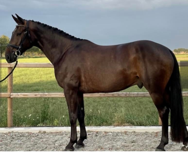 Brave knappe 7 jarige ruin, Ruin, 170 tot 175 cm, 7 tot 10 jaar, Recreatiepaard