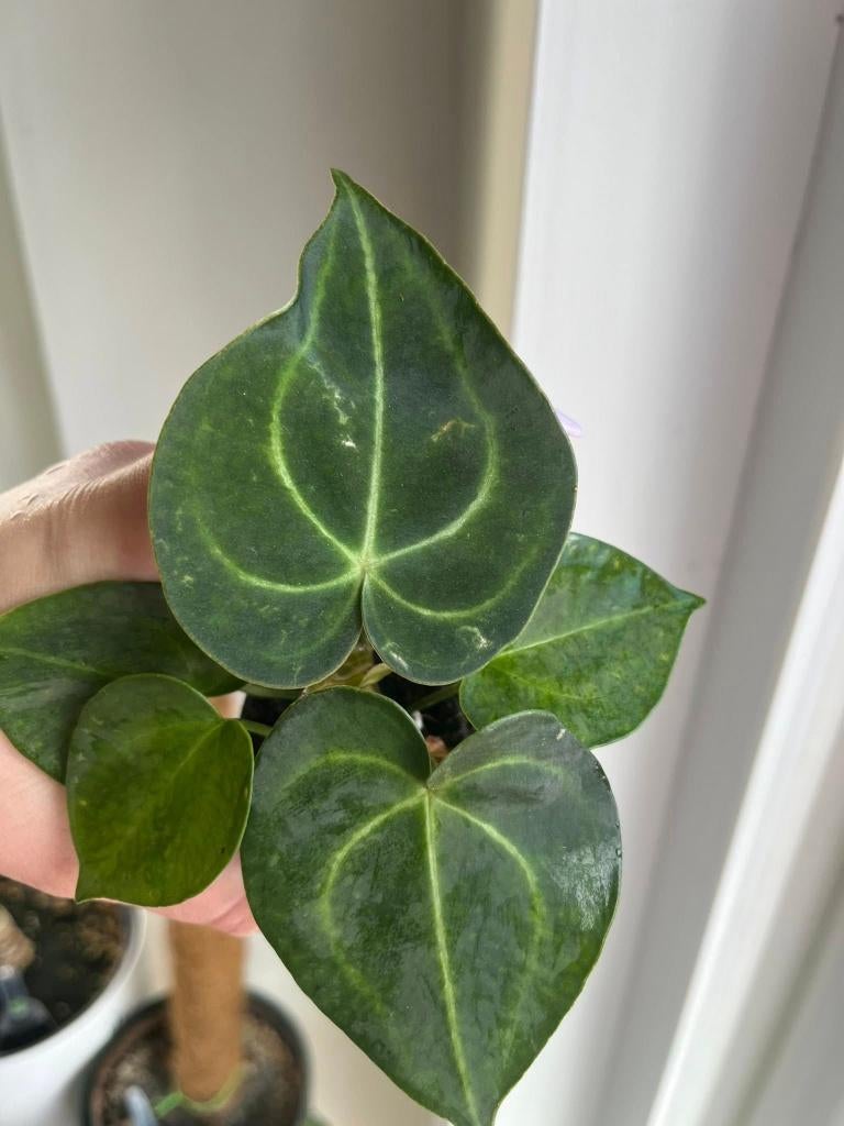 Anthurium Clarinervium Small, Huis en Inrichting, Kamerplanten, Ophalen of Verzenden, Halfschaduw, Minder dan 100 cm