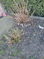 Hortensia 5 stuks gratis, Tuin en Terras, Volle zon, Ophalen of Verzenden, 100 tot 250 cm, Zomer