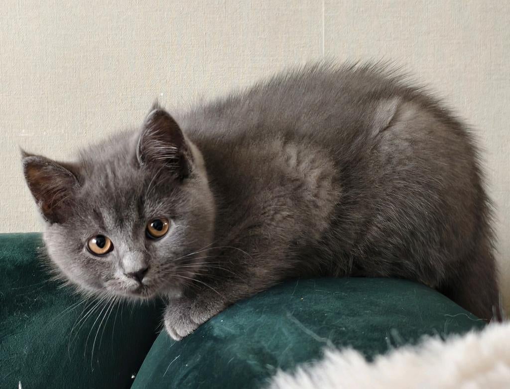 Selkirk Rex x Britse Korthaar, 10 weken oud - Mannetje, Kater, Ingeënt, 0 tot 2 jaar