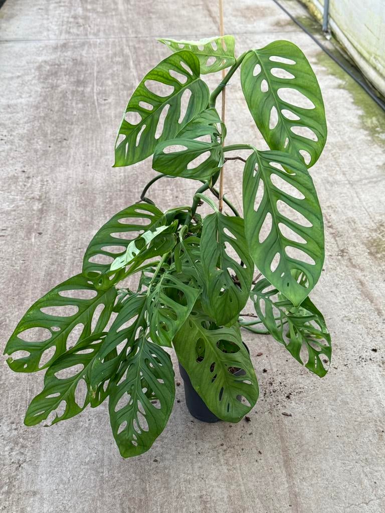 Monstera Esqueleto groot, Huis en Inrichting, Kamerplanten, Ophalen of Verzenden, Halfschaduw, Minder dan 100 cm